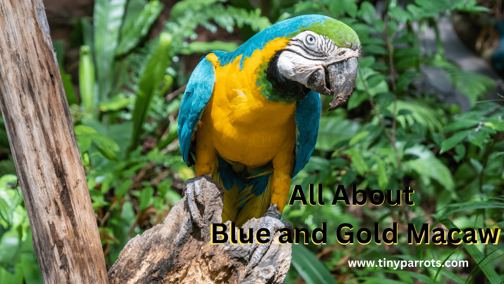 Blue and Gold Macaw