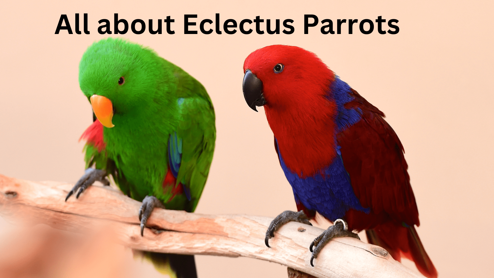 All About Eclectus Parrots: Nature's Most Colorful Marvel - Tiny parrots