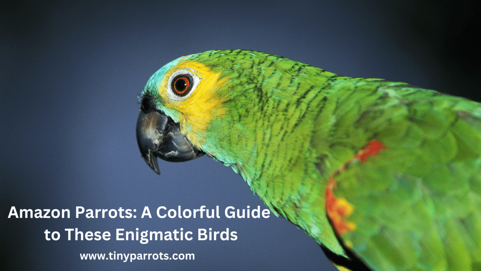 Amazon Parrots: A Colorful Guide To These Enigmatic Birds - Tiny Parrots