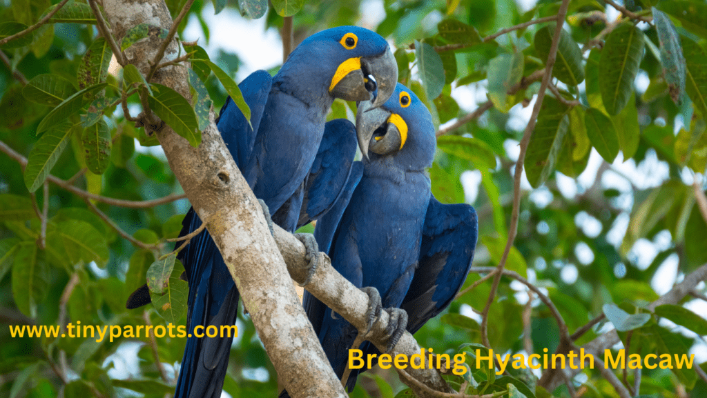 Picture of Breeding Hyacinth Macaws: The Complete Setup Guide - Tiny parrots