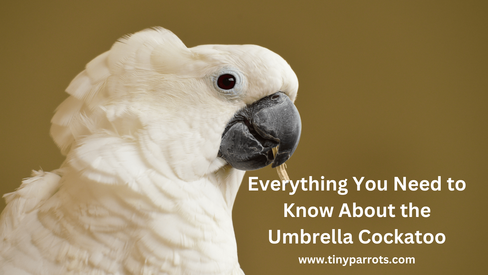 all about Umbrella cockatoos