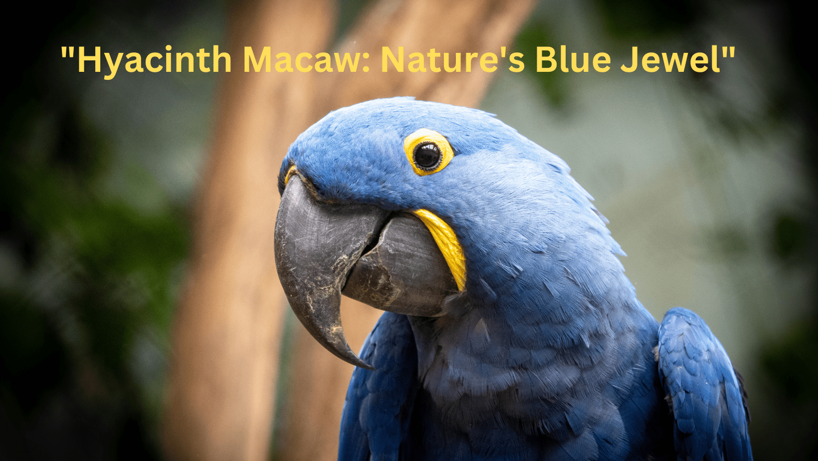 All About Hyacinth Macaw