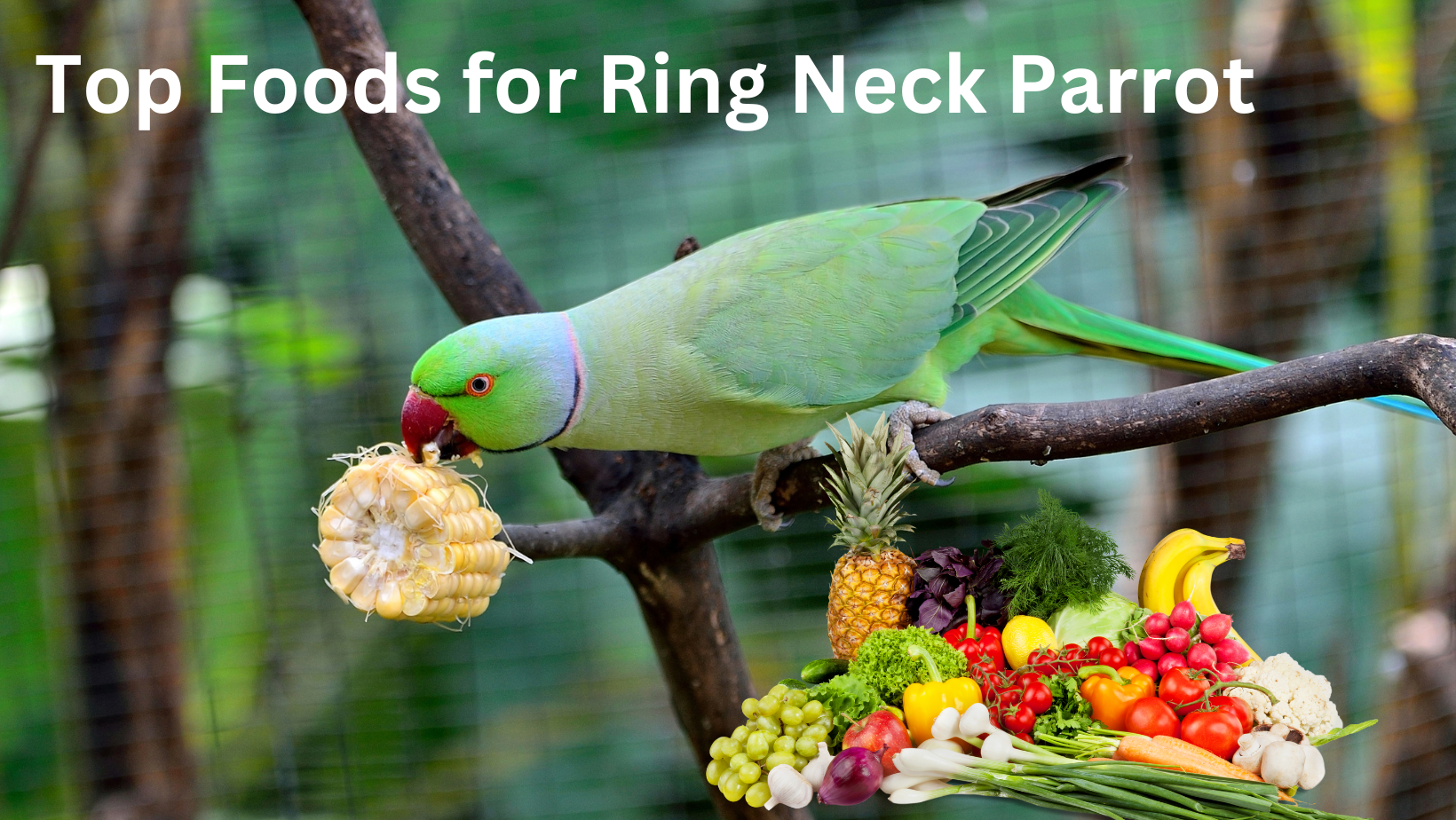 Top Foods for Ring Neck Parrot