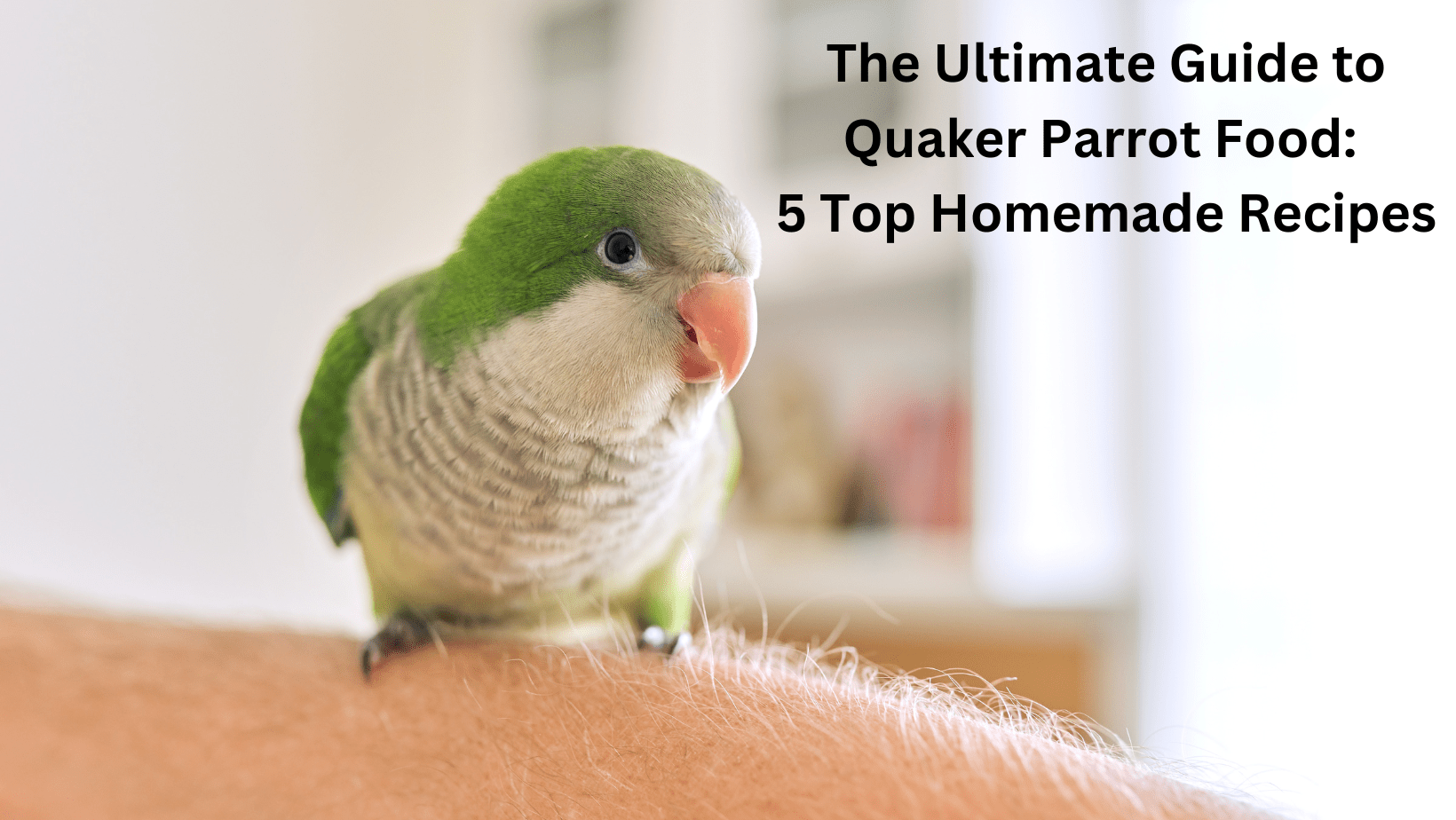 quaker-parrot-facts-about-quaker-bird-health-diet-personality-intelligence