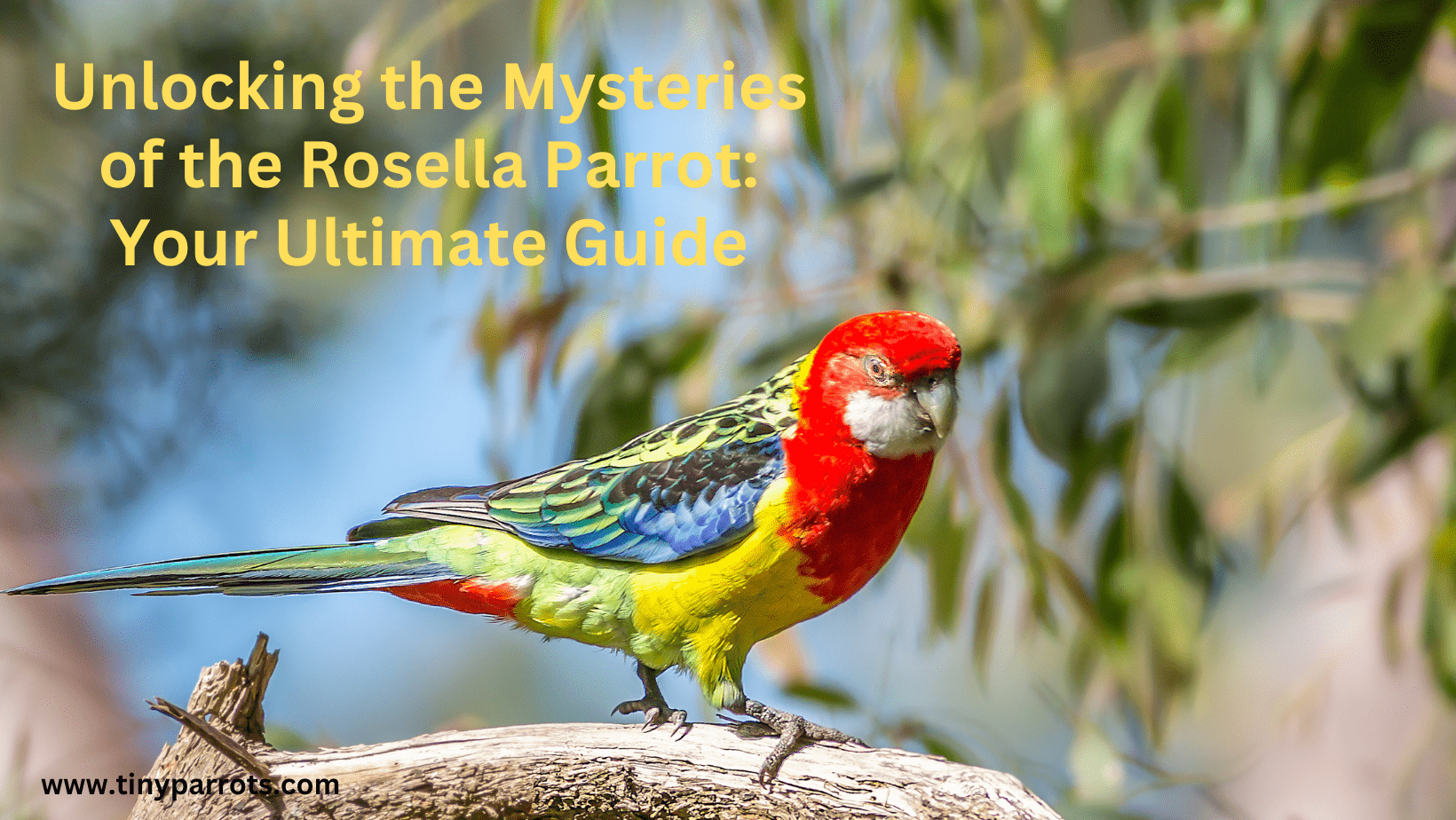 Unlocking the Mysteries of the Rosella Parrot: Your Ultimate Guide 101 ...